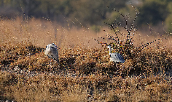 Grey heron - Hwange