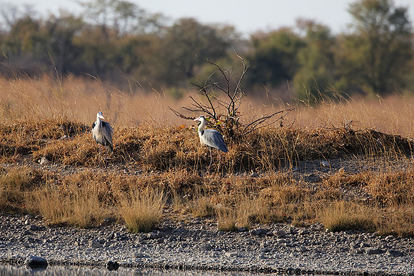 Grey heron - Hwange