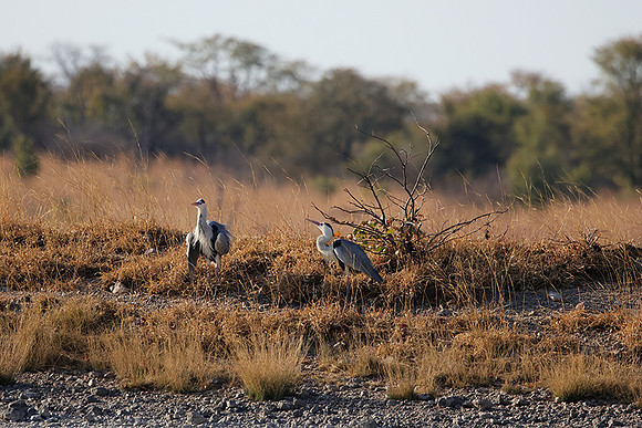 Grey heron - Hwange