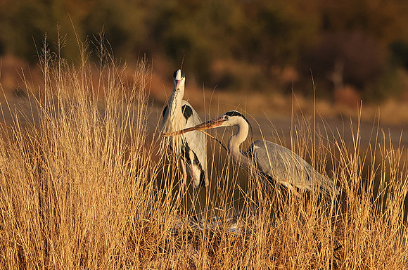 Grey heron - Hwange