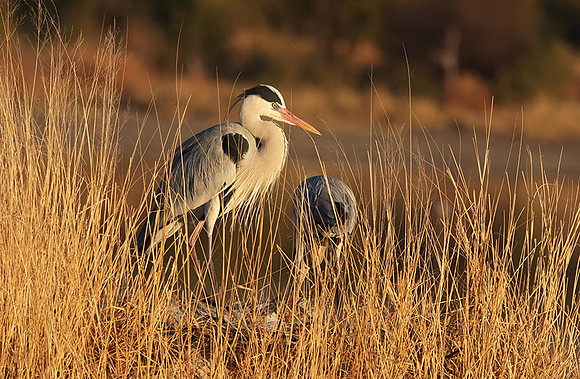 Grey heron - Hwange