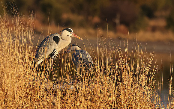 Grey heron - Hwange