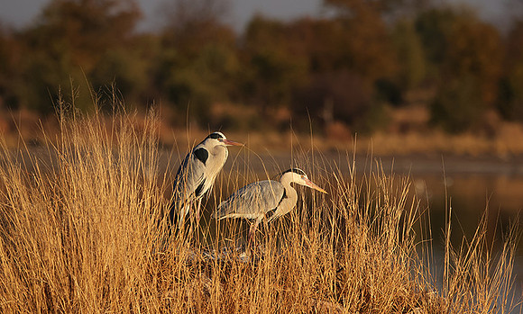 Grey heron - Hwange