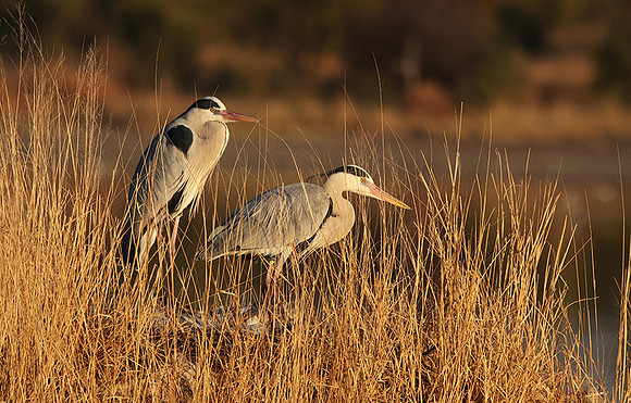 Grey heron - Hwange