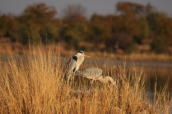 Grey heron - Hwange