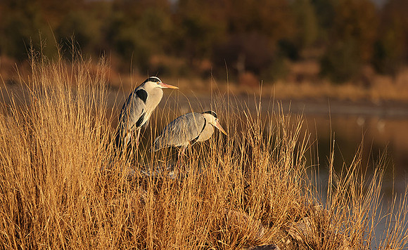 Grey heron - Hwange