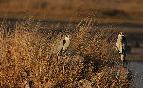 Grey heron - Hwange