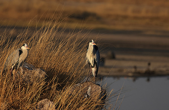 Grey heron - Hwange