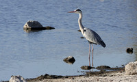Grey heron - Hwange
