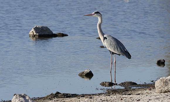 Grey heron - Hwange