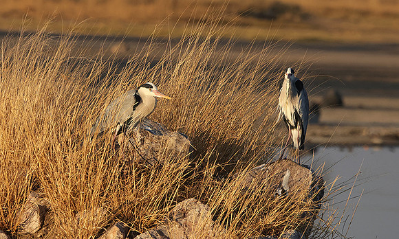 Grey heron - Hwange
