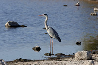 Grey heron - Hwange