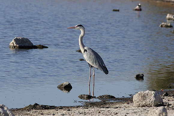 Grey heron - Hwange