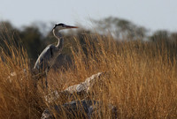 Grey heron - Hwange