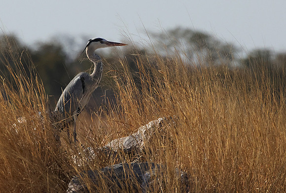 Grey heron - Hwange