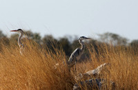 Grey heron - Hwange