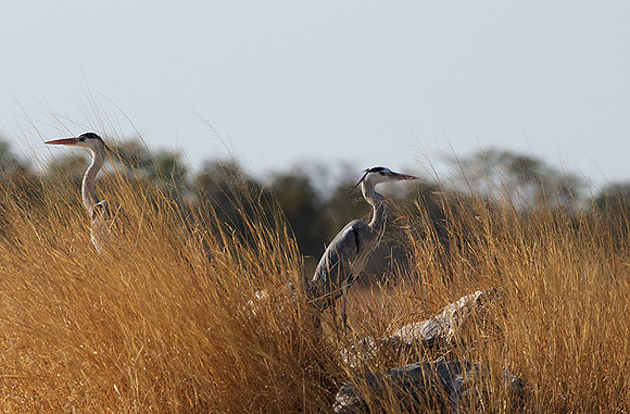 Grey heron - Hwange