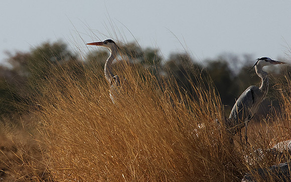 Grey heron - Hwange