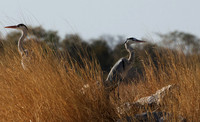 Herons