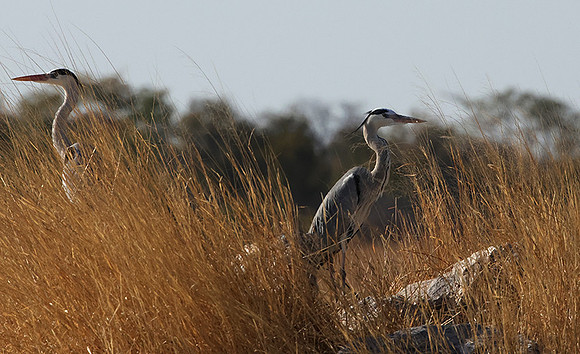 Grey heron - Hwange