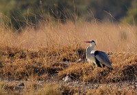 Grey heron - Hwange