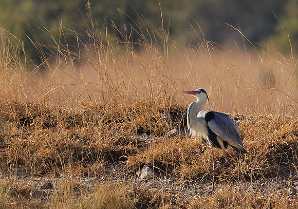 Grey heron - Hwange