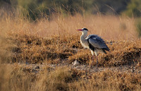 Grey heron - Hwange