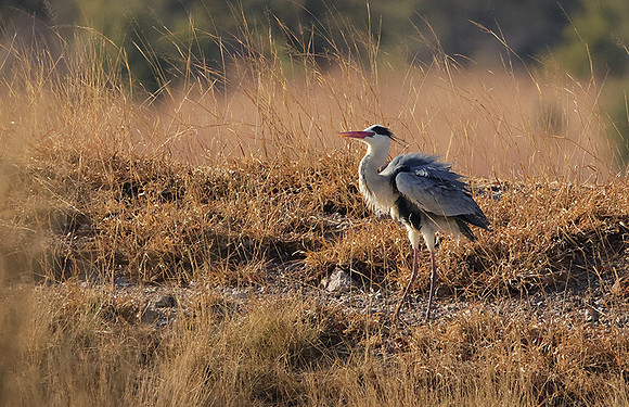 Grey heron - Hwange