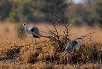 Grey heron - Hwange