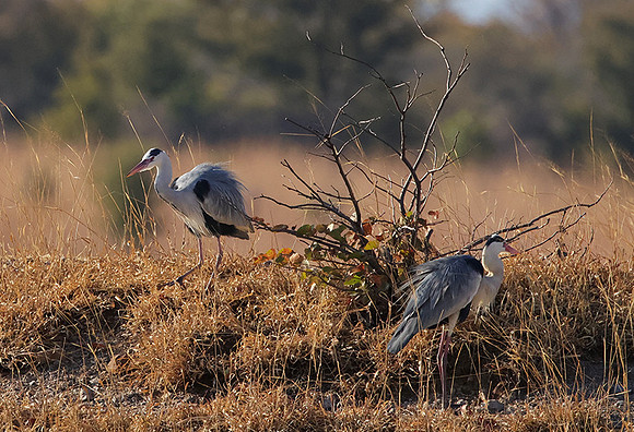 Grey heron - Hwange
