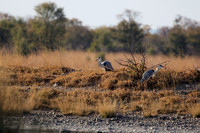 Grey heron - Hwange