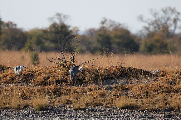 Grey heron - Hwange