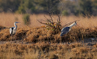 Grey heron - Hwange