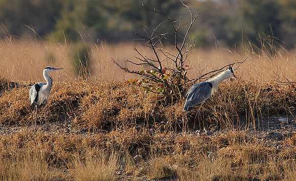 Grey heron - Hwange