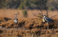 Grey heron - Hwange