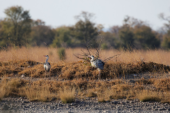 Grey heron - Hwange