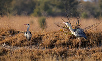 Grey heron - Hwange
