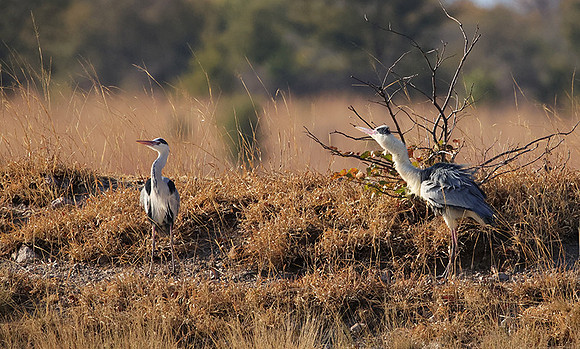 Grey heron - Hwange