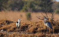 Grey heron - Hwange