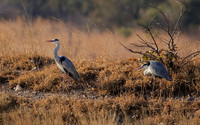 Grey heron - Hwange
