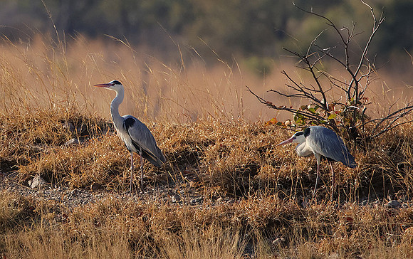 Grey heron - Hwange