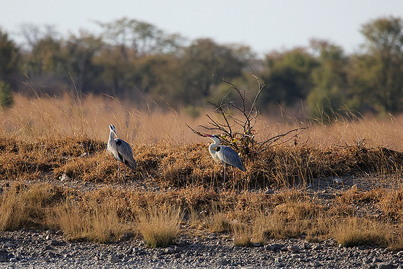 Grey heron - Hwange