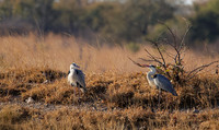 Grey heron - Hwange