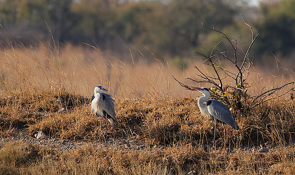 Grey heron - Hwange