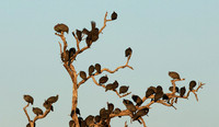Helmeted guineafowls - Hwange