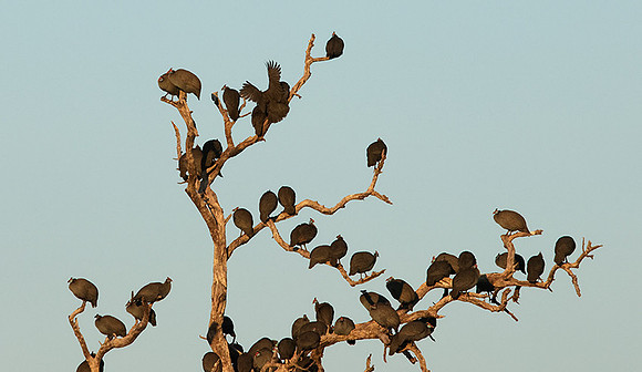 Helmeted guineafowls - Hwange
