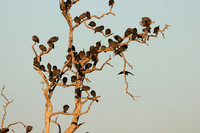 Guinea fowls