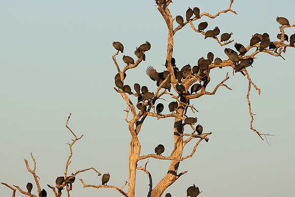 Helmeted guineafowls - Hwange