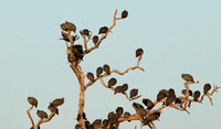 Helmeted guineafowls - Hwange