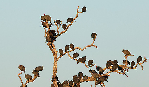 Helmeted guineafowls - Hwange